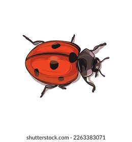 Beautiful Ladybug vector illustration. Isolated on white background. Wildlife animal design.