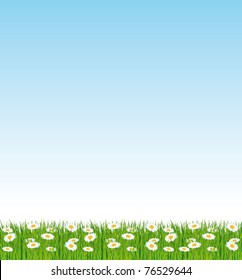 Beautiful landscape with green grass and daisies. Vector background.