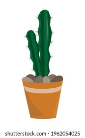 beautiful large, long cactus in a pot, flower on a white background