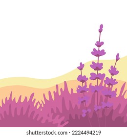 Beautiful lavender flower field. Aroma wild plant. Flora and botany. Wild nature landscape. Cartoon vector illustration for background. Place for text