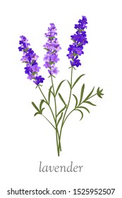 Beautiful lavender flower flat vector illustration. Elegant wildflower with blue petals. Greeting card, postcard design element. Gardening, horticulture symbol. Botany banner concept with typography