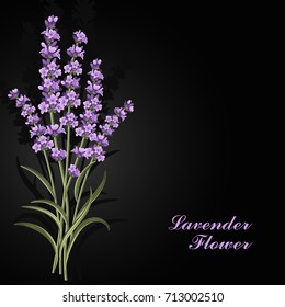 Beautiful lavender flowers on black background. Vector illustration.
