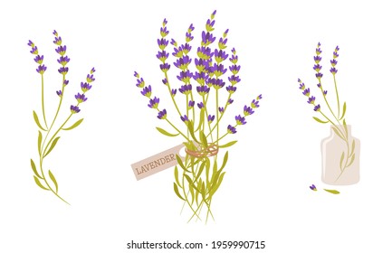 Beautiful lavender flowers vector set in flat cartoon style. Lavender flowers isolated on white background, printable.