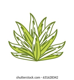 beautiful leaf of the exotic plants in the forest