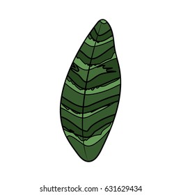 beautiful leaf of the exotic plants in the forest