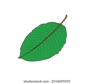 Beautiful Leaf Plant Vector illustration