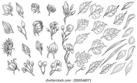 Beautiful leaf sketch set design