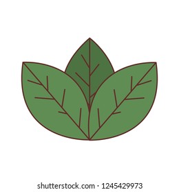 beautiful leafs isolated icon