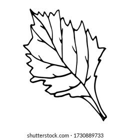 Beautiful leaves hand drawn summer illustration. Vector illustration for badge, logo, sticker, print.
