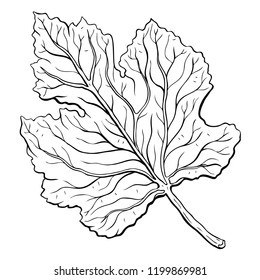 Beautiful leaves. Hand Drawn Vector illustration, isolated on white background.