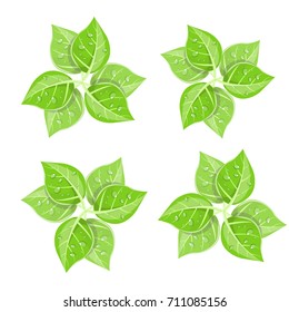 Beautiful leaves , Leaves, vector , green