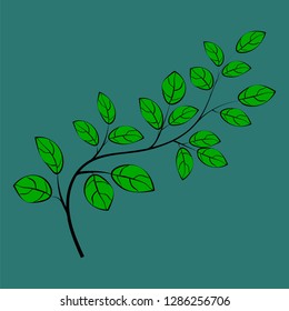 Beautiful leaves vector illustration eps 10