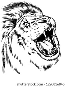 Beautiful leo with open mouth and fangs. Wild animal, predator. Vector illustration for greeting card or poster, print on clothes. Hand drawing. Lion.

