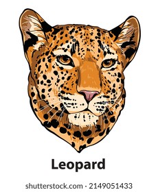 Beautiful Leopard head in vector, yellow orange color, big cat, wild animal