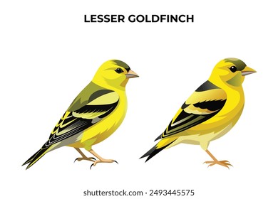 Beautiful Lesser Goldfinch on white background vector illustration