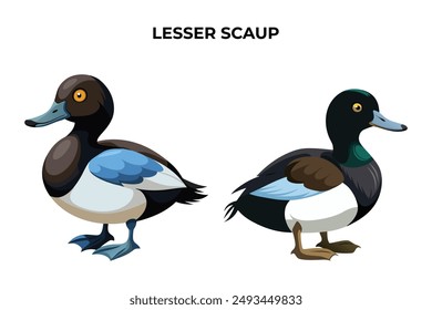 Beautiful Lesser Scaup on white background vector illustration