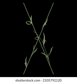 Beautiful letter X with green branches and leaves. Floral font. Artistic alphabet with botanical motifs. On black background.