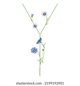 Beautiful letter Y with blooming branches of cornflower or knapweed plant (Centaurea). Floral font. Botanical alphabet with blue flowers.