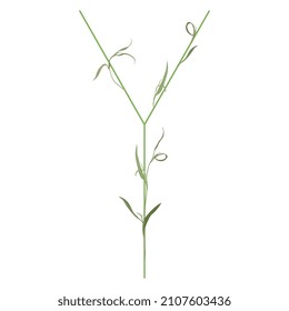 Beautiful letter Y with green branches and leaves. Floral font. Artistic alphabet with botanical motifs.