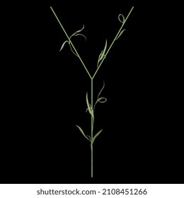 Beautiful letter Y with green branches and leaves. Floral font. Artistic alphabet with botanical motifs. On black background.