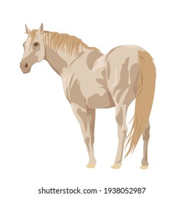 beautiful light beige horse on a white background. Horseback riding. farm. poster card with horses