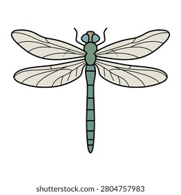 A beautiful light blue dragonfly insect featuring symmetrical detailed wings and black outline, isolated on a white background.