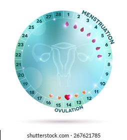 Beautiful Light Blue Menstrual Cycle Graphic Wheel, Reproductive System Anatomy At The Middle