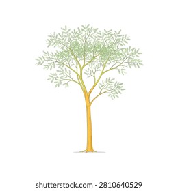 Beautiful light green savanna tree with slender trunk isolated on white background vector set.