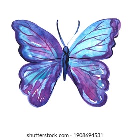 
bella mariposa azul lila