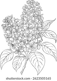 Beautiful lilac with leaves colorless line art