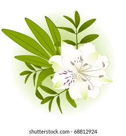 Beautiful Lily design element