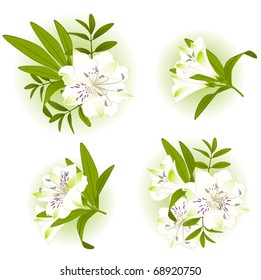 Beautiful Lily design element