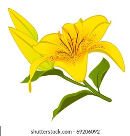 Beautiful Lily design element