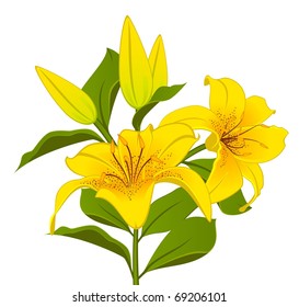 Beautiful Lily design element