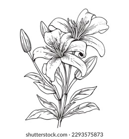 Beautiful Lily flower isolated on white background. Hand-drawn illustration.