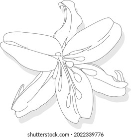 Beautiful Lily flower on white background. Monochrome illustration.