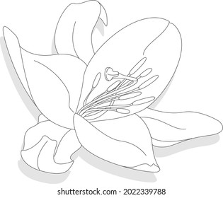 Beautiful Lily flower on white background. Monochrome illustration.
