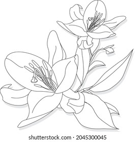 Beautiful Lily flower on white background. Monochrome illustration.