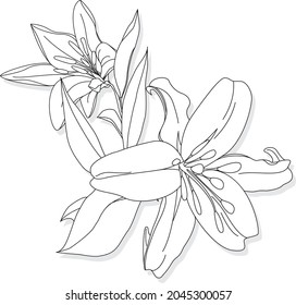 Beautiful Lily flower on white background. Monochrome illustration.