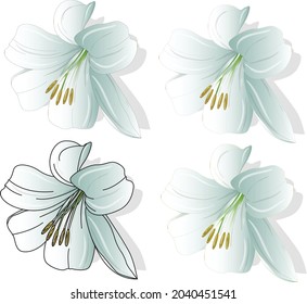 Beautiful Lily flower set. Floral elements. Color vector illustration.