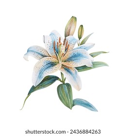 beautiful lily flower vector illustration in watercolour style