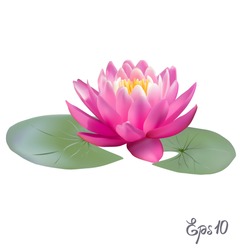 Beautiful Lily Lotus. A Beautiful Realistic Illustration Of A Lily Or Lotus And Lily Isolated On White Background Close Up. Photo-realistic Mesh Vector Illustration.