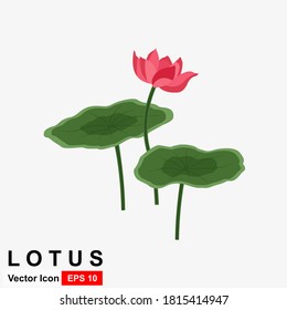 Beautiful Lily Lotus. A beautiful realistic illustration of a lily or lotus and lily isolated on white background close up.