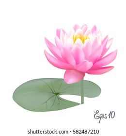 Beautiful Lily Lotus. A beautiful realistic illustration of a lily or lotus and lily isolated on white background close up. Photo-realistic mesh vector illustration.