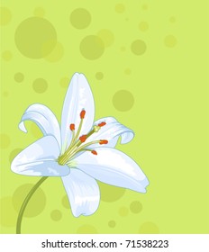 Beautiful lily seamless card