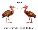 Beautiful Limpkin on white background vector illustration