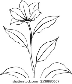 Beautiful line drawing of a flowering plant in black and white. Perfect for botanical art enthusiasts, design projects, and colorists seeking a floral theme.