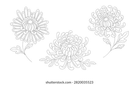 Beautiful line drawings of three chrysanthemum flowers with delicate petals on a clean white background.