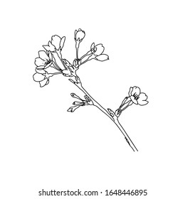 Hermosa línea de flor de cerezo para su logo o ilustración. Sakura florecido. Esquemas de flor de vectores