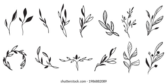 Hermosas plantas lineales con hojas largas, redondeadas, puntiagudas, ovaladas. Una gran opción para un logotipo. Objeto aislado del fondo.Gráficos vectoriales 